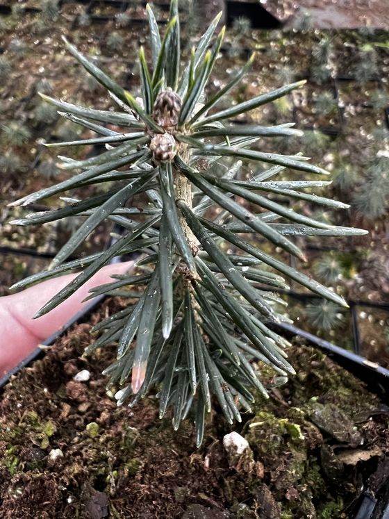 Пихта бальзамическая (3 года) - Abies balsamea  саженцы в контейнере Р9 — фото 7