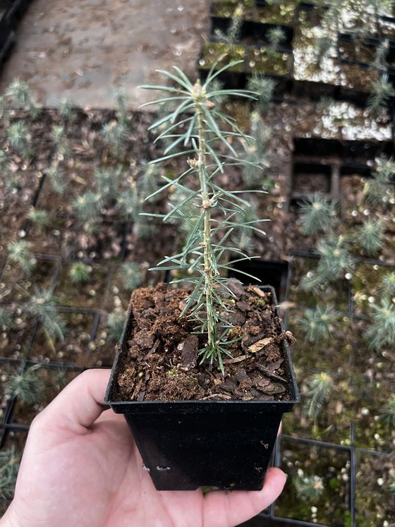 Пихта бальзамическая (3 года) - Abies balsamea  саженцы в контейнере Р9 — фото 4