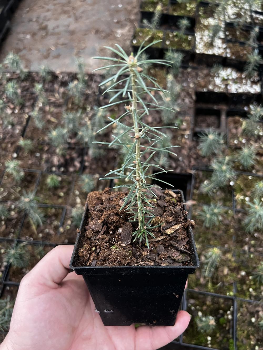 Пихта бальзамическая (3 года) - Abies balsamea, саженцы в контейнере Р9 — питомник АСТРОБИ — фото 4