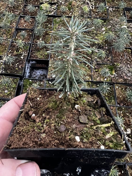 Пихта бальзамическая (3 года) - Abies balsamea  саженцы в контейнере Р9 — фото 6