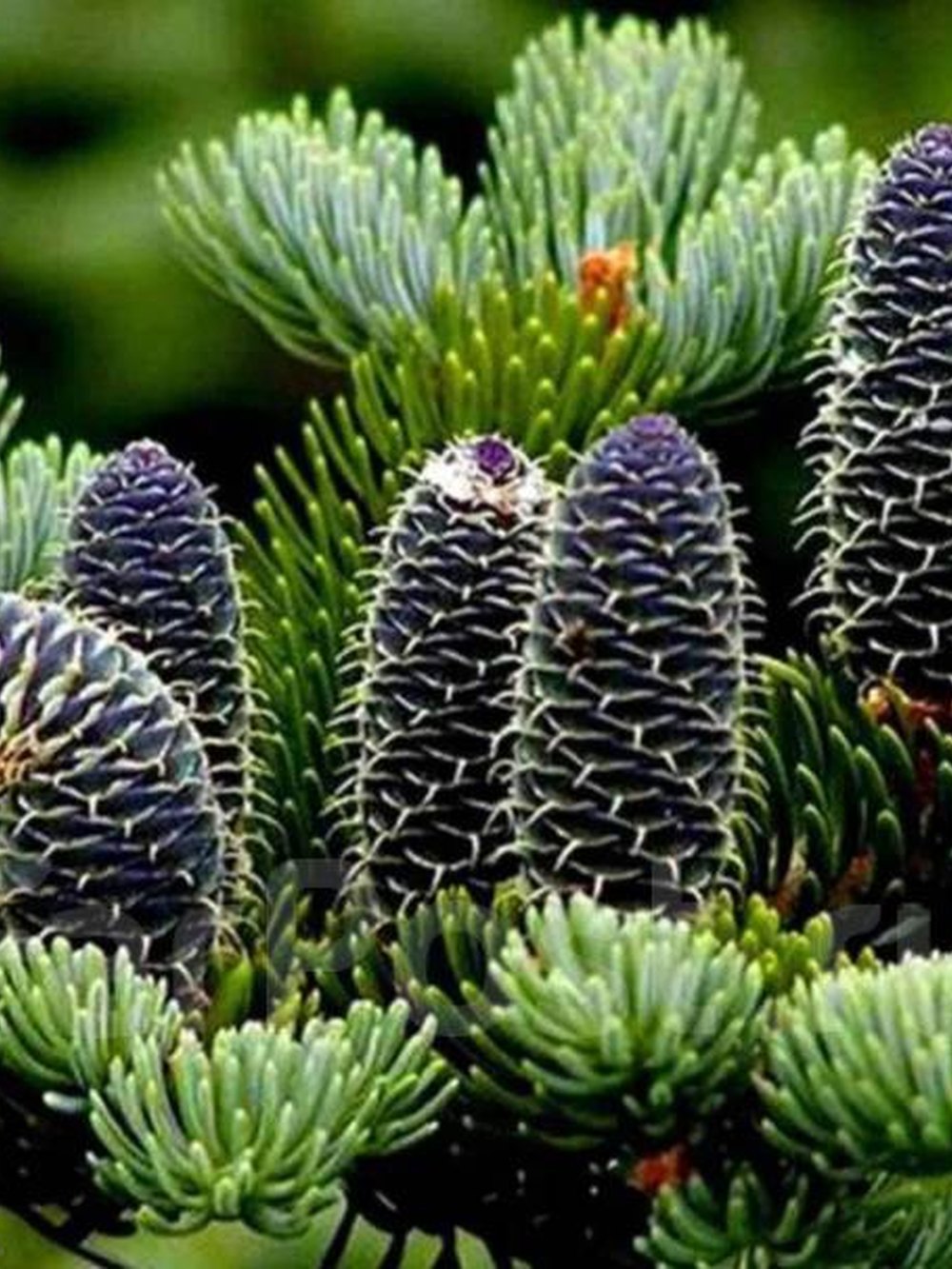 Пихта бальзамическая (3 года) - Abies balsamea, саженцы в контейнере Р9 — питомник АСТРОБИ