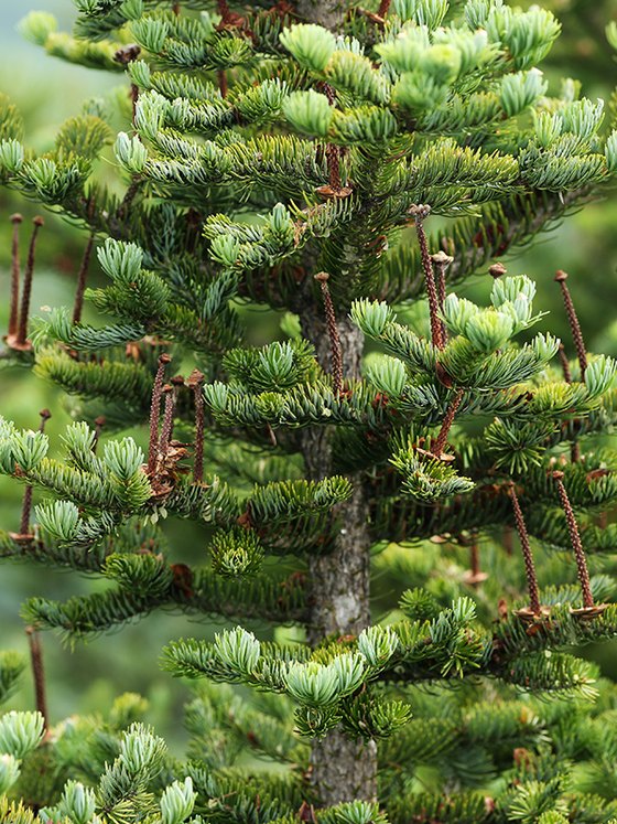 Пихта цельнолистная (2 года) - Abies holophylla  саженцы в контейнере Р9 — фото 3