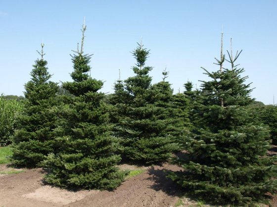Пихта корейская (2 года) — Abies koreana  саженцы в контейнере Р9 — фото 11