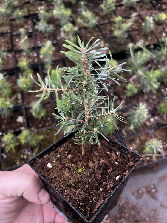 Пихта корейская (2 года) — Abies koreana  саженцы в контейнере Р9 — фото 6