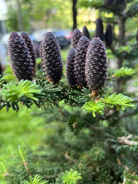 Пихта корейская (2 года) — Abies koreana  саженцы в контейнере Р9 — фото 9