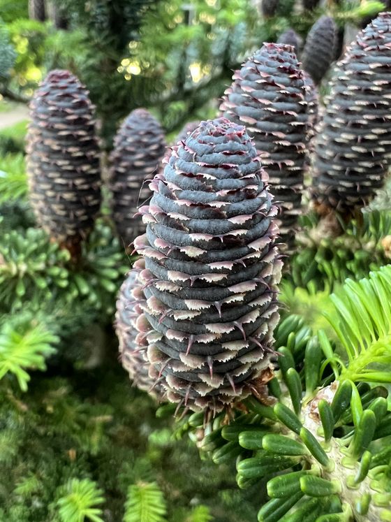 Пихта корейская (2 года) — Abies koreana  саженцы в контейнере Р9 — фото 2