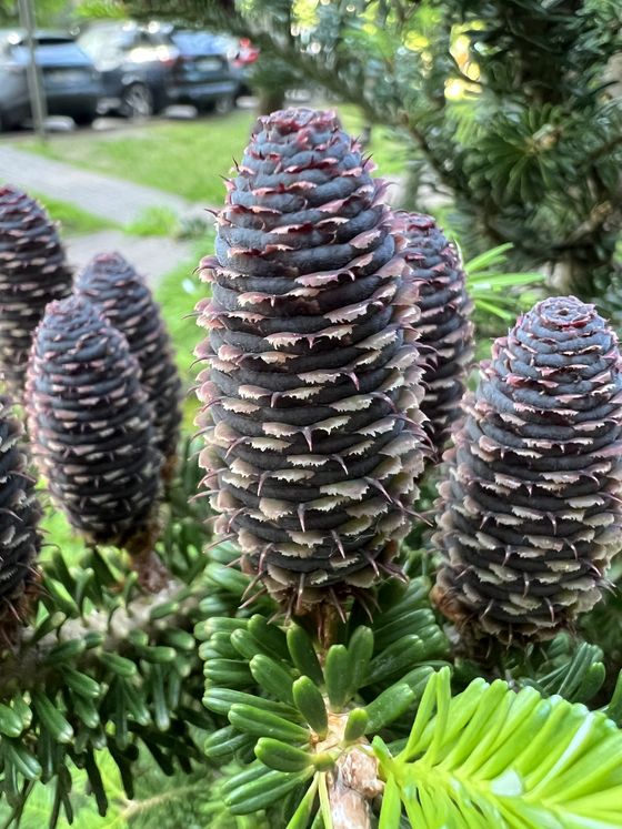 Пихта корейская (2 года) — Abies koreana  саженцы в контейнере Р9 — фото 10