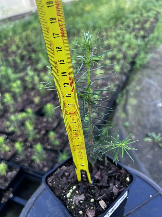 Пихта корейская (2 года) — Abies koreana  саженцы в контейнере Р9 — фото 3