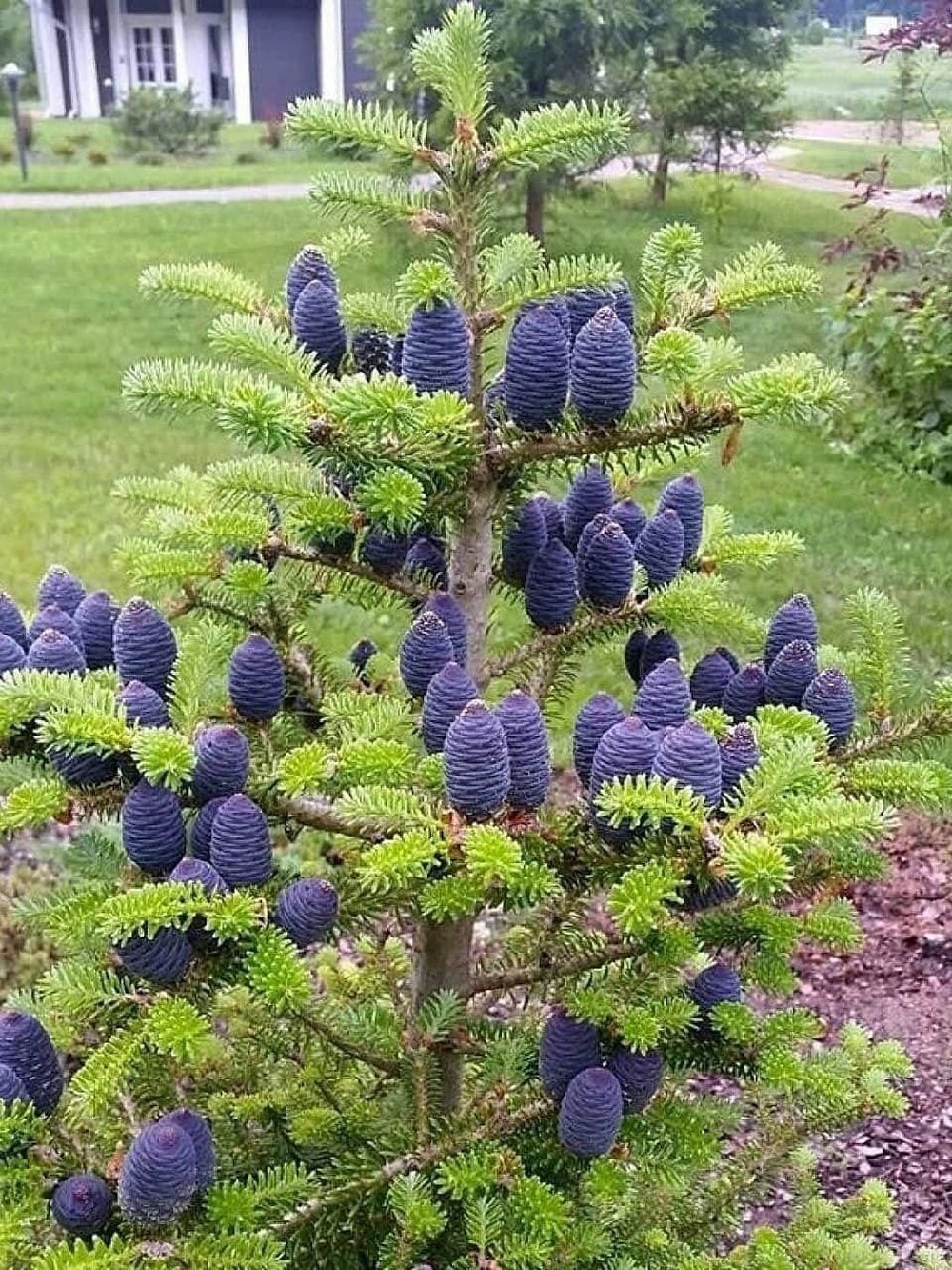 Пихта корейская (2 года) — Abies koreana, саженцы в контейнере Р9 — питомник АСТРОБИ