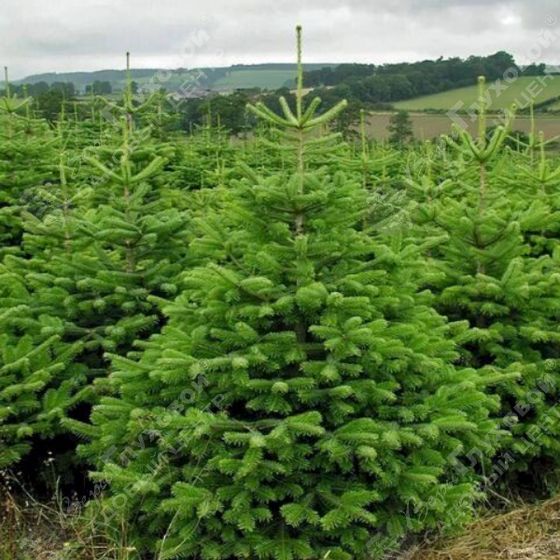 Пихта Нордмана (2 года) - Abies nordmanniana  саженцы в контейнере Р9 — фото 2