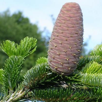 Пихта Нордмана (2 года) - Abies nordmanniana  саженцы в контейнере Р9