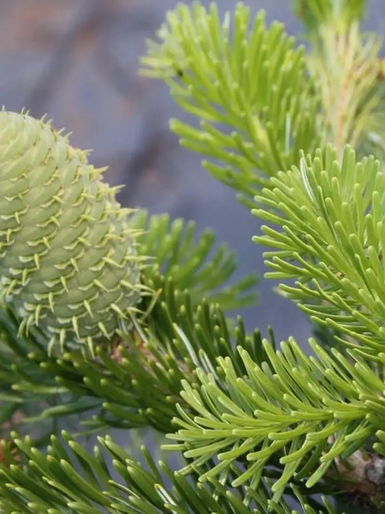 Пихта Нордмана (2 года) - Abies nordmanniana  саженцы в контейнере Р9 — фото 3