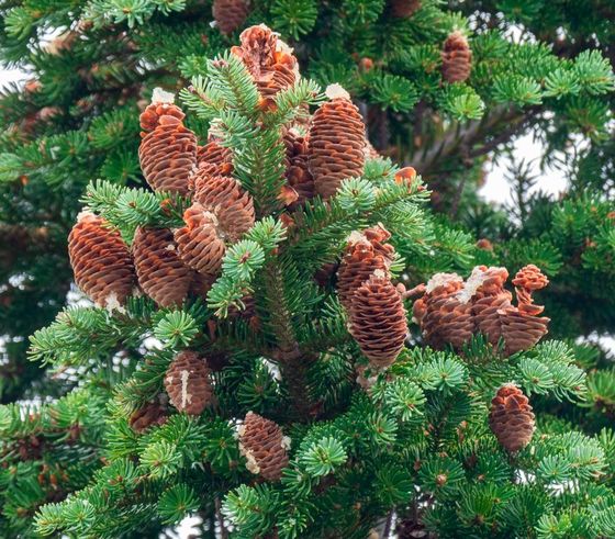 Пихта сибирская (2-3 года) - Abies sibirica  саженцы в контейнере Р9
