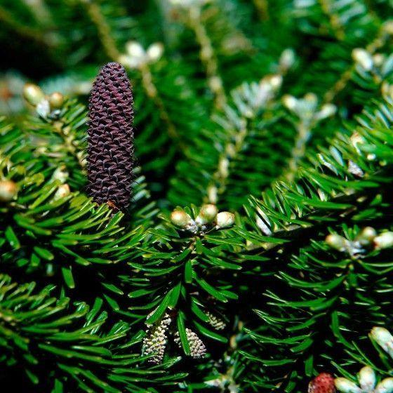 Пихта сибирская (2-3 года) - Abies sibirica, саженцы в контейнере Р9 — питомник АСТРОБИ — фото 2