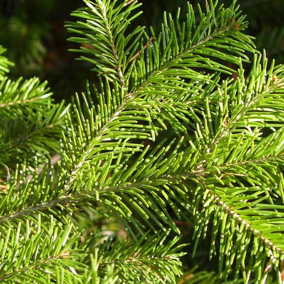 Пихта сибирская (2-3 года) - Abies sibirica  саженцы в контейнере Р9 — фото 3