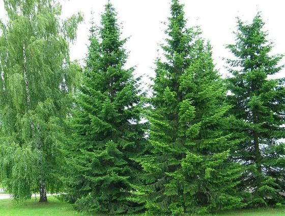 Пихта сибирская (2-3 года) - Abies sibirica  саженцы в контейнере Р9 — фото 4
