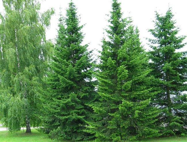 Пихта сибирская (2-3 года) - Abies sibirica, саженцы в контейнере Р9 — питомник АСТРОБИ — фото 4