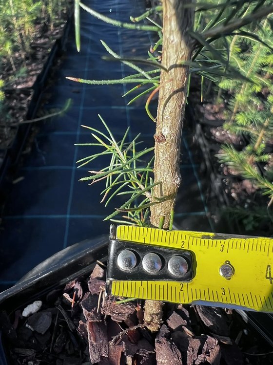 Ель обыкновенная (Подвой  3 года) — Picea abies  саженцы в контейнере Р9 — фото 3