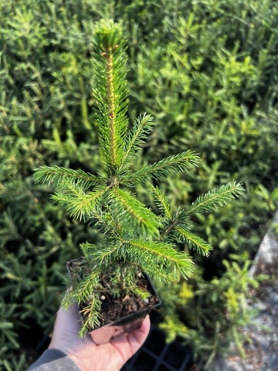 Ель обыкновенная (Подвой  3 года) — Picea abies  саженцы в контейнере Р9 — фото 5