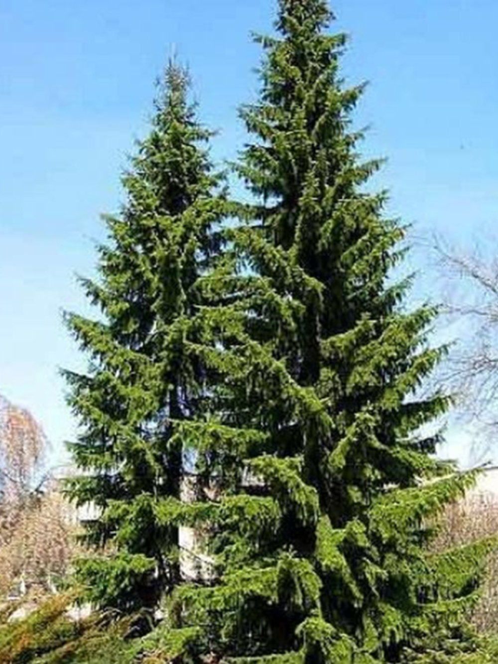 Ель сербская (2 года) — Picea omorika, саженцы в контейнере Р9 — питомник АСТРОБИ — фото 3