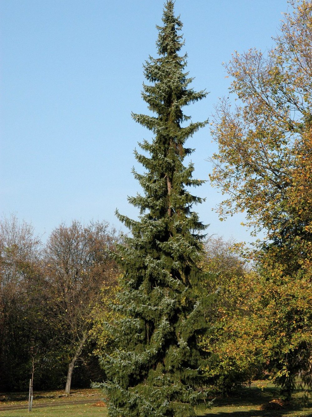 Ель сербская (2 года) — Picea omorika, саженцы в контейнере Р9 — питомник АСТРОБИ — фото 2