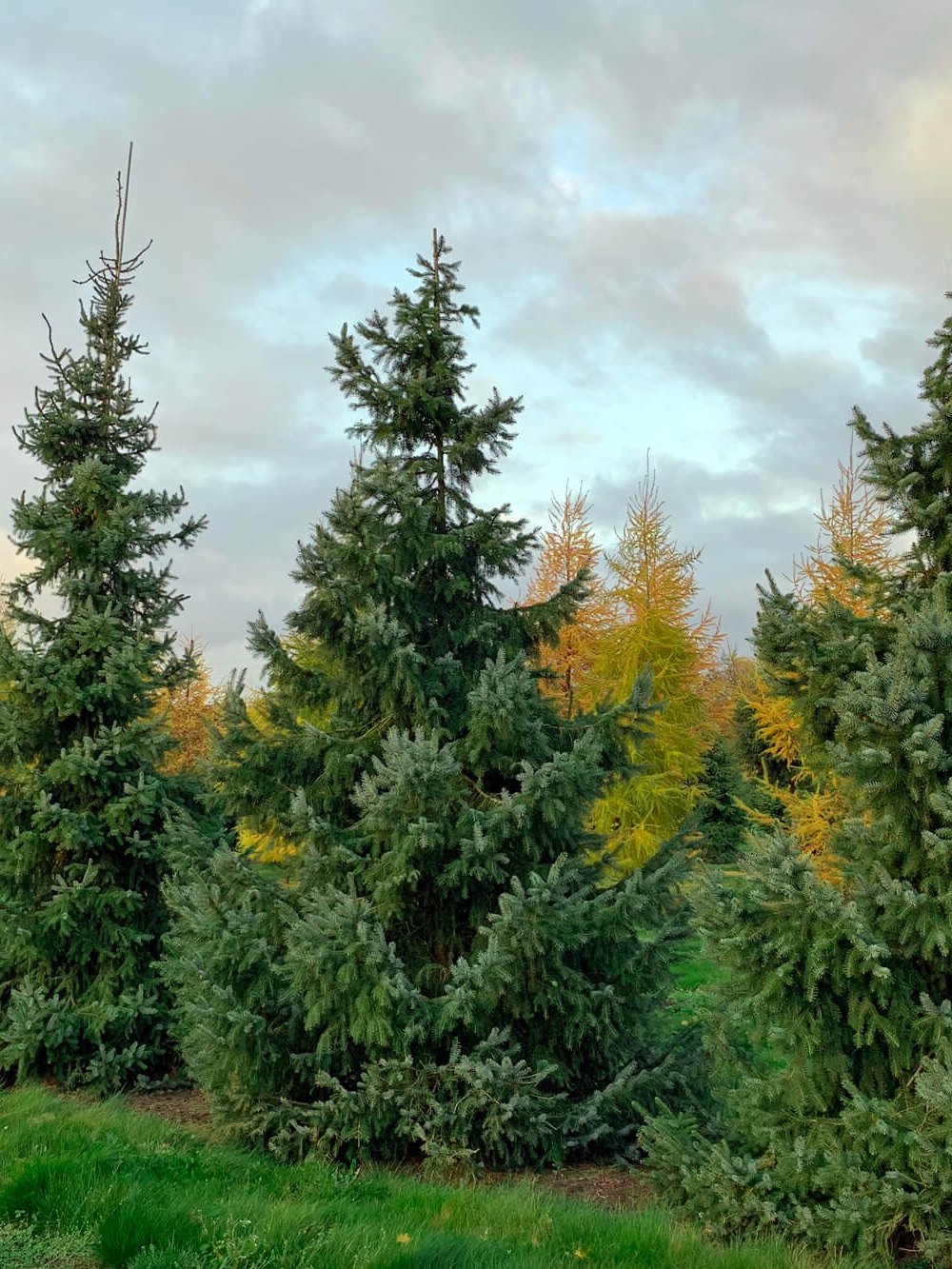 Ель сербская (2 года) — Picea omorika, саженцы в контейнере Р9 — питомник АСТРОБИ
