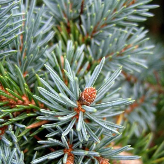 Ель колючая (2-3 года) - Picea pungens  саженцы в контейнере Р9 — фото 3