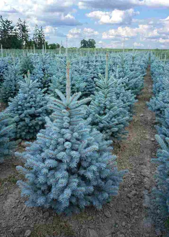 Ель колючая (2-3 года) - Picea pungens  саженцы в контейнере Р9 — фото 2