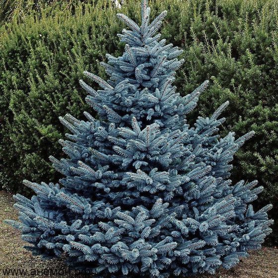 Ель колючая (2-3 года) - Picea pungens  саженцы в контейнере Р9