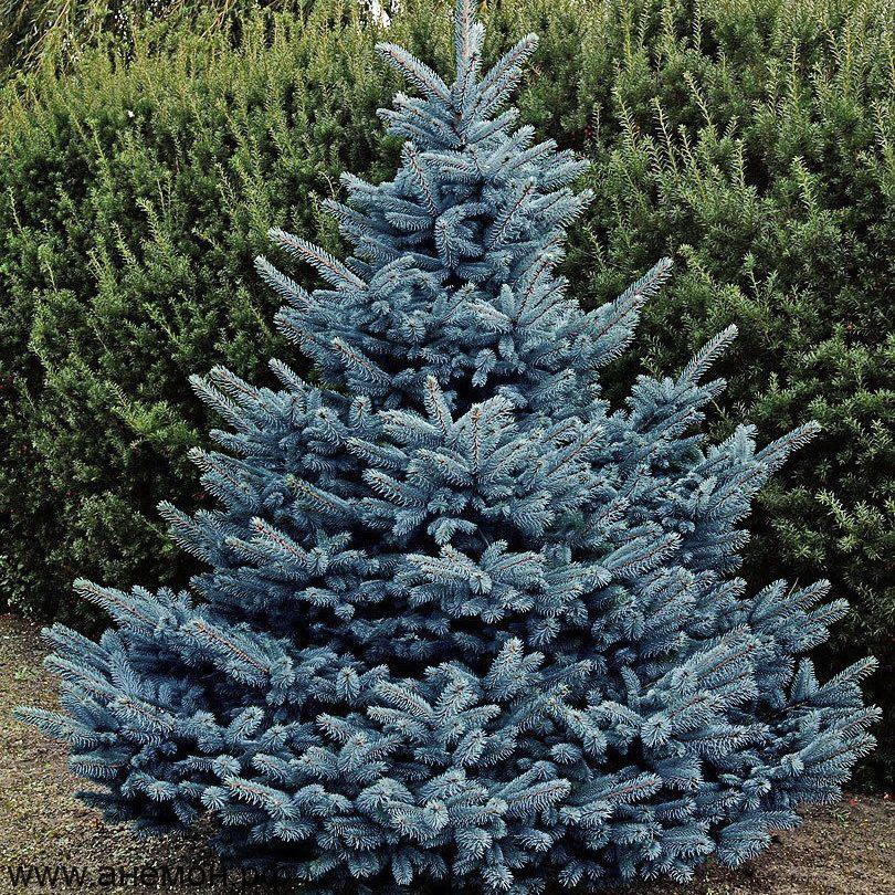 Ель колючая (2-3 года) - Picea pungens, саженцы в контейнере Р9 — питомник АСТРОБИ