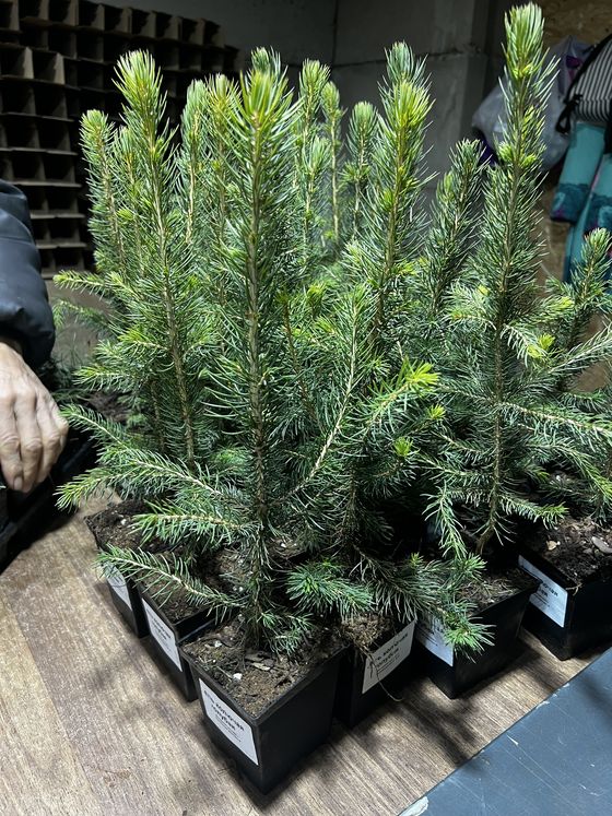 Ель колючая (2-3 года) - Picea pungens  саженцы в контейнере Р9 — фото 4
