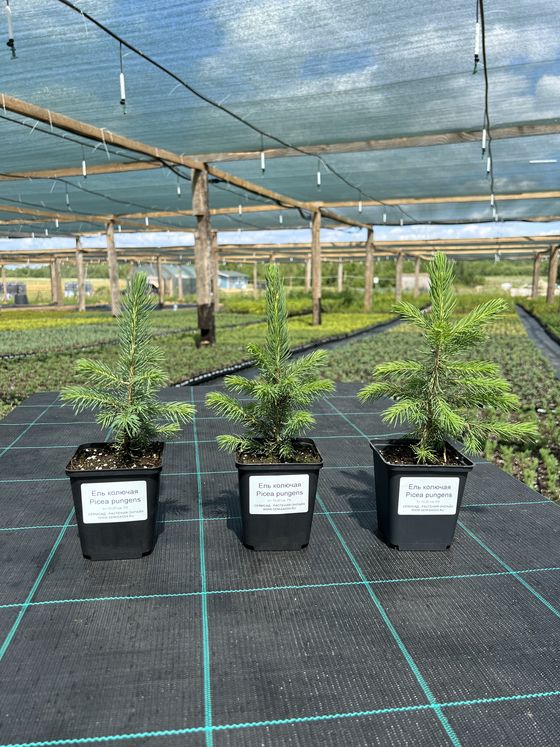 Ель колючая (2-3 года) - Picea pungens  саженцы в контейнере Р9 — фото 5