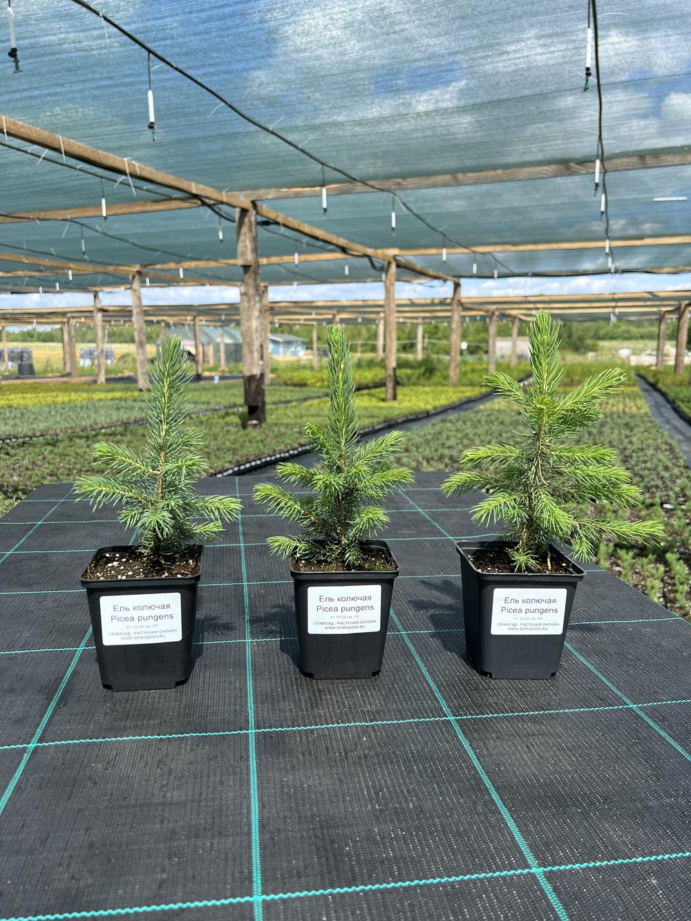 Ель колючая (2-3 года) - Picea pungens, саженцы в контейнере Р9 — питомник АСТРОБИ — фото 5