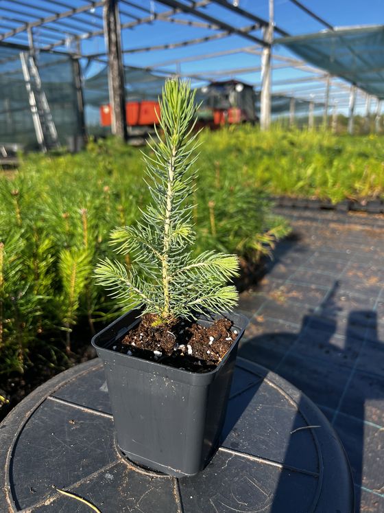 Ель колючая (2-3 года) - Picea pungens  саженцы в контейнере Р9 — фото 6