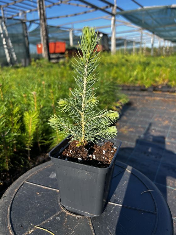 Ель колючая (2-3 года) - Picea pungens  саженцы в контейнере Р9 — фото 7