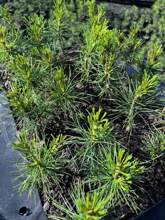 Сосна кедровая корейская - Pinus koraiensis 24 шт (2-3 года)  саженцы в контейнере Р9 — фото 3