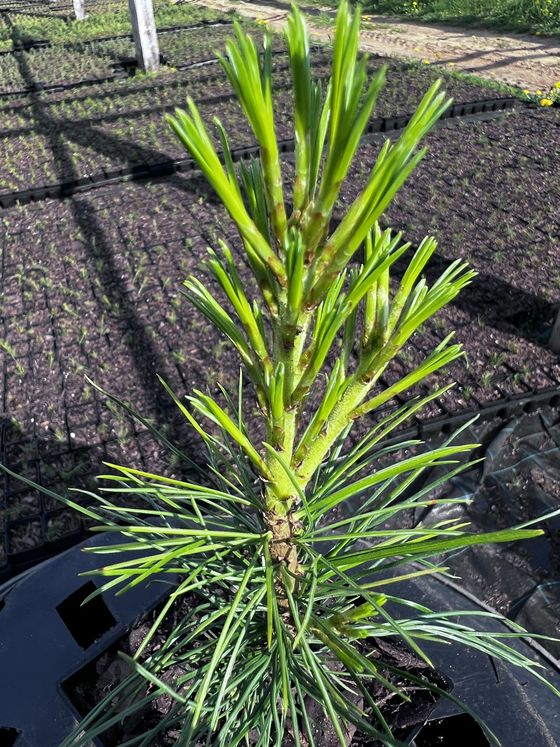 Сосна кедровая корейская - Pinus koraiensis 24 шт (2-3 года)  саженцы в контейнере Р9 — фото 6