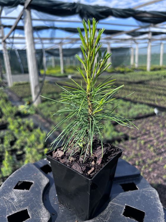 Сосна кедровая корейская - Pinus koraiensis 24 шт (2-3 года)  саженцы в контейнере Р9 — фото 4