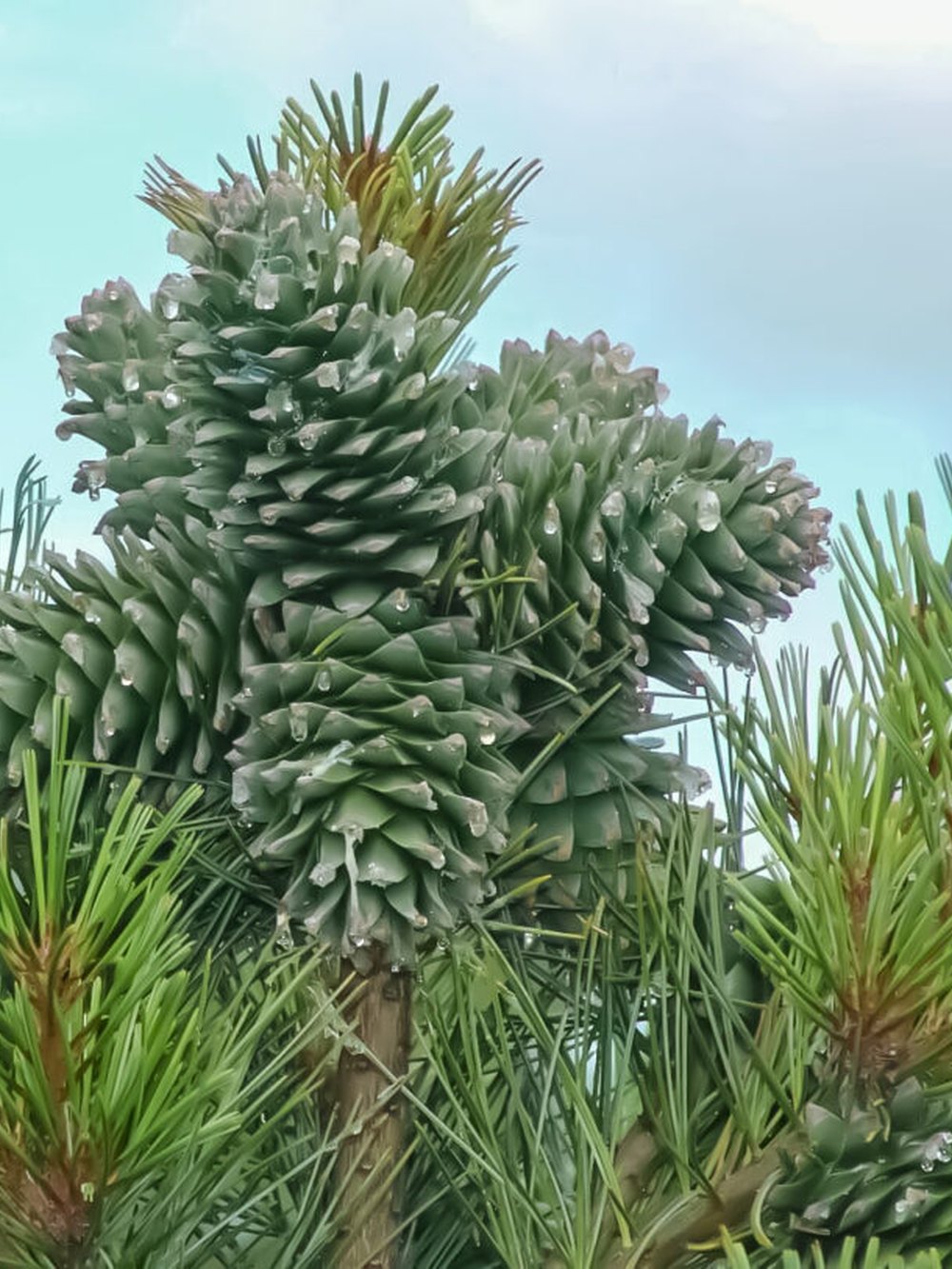 Сосна кедровая корейская - Pinus koraiensis 24 шт (2-3 года), саженцы в контейнере Р9 — питомник АСТРОБИ