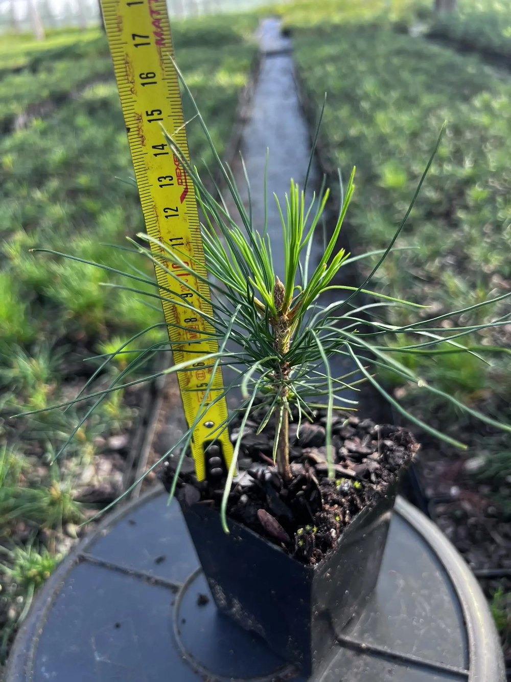 Сосна кедровая корейская - Pinus koraiensis 24 шт (2-3 года), саженцы в контейнере Р9 — питомник АСТРОБИ — фото 7