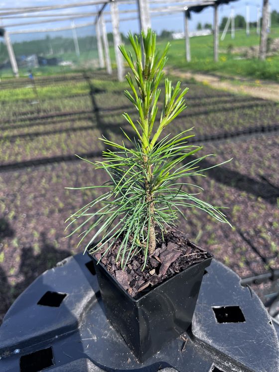 Сосна кедровая корейская - Pinus koraiensis 24 шт (2-3 года)  саженцы в контейнере Р9 — фото 5