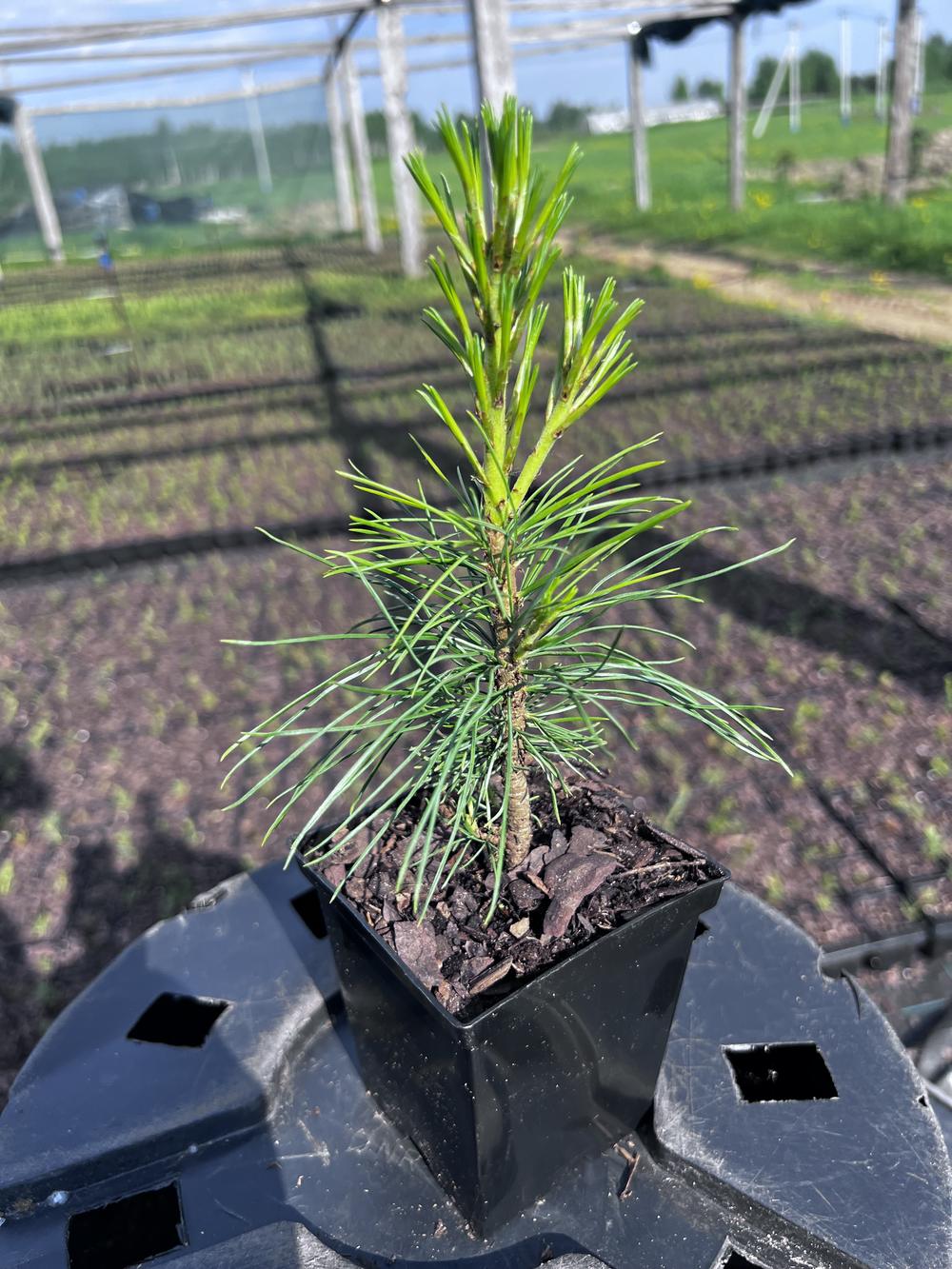 Сосна кедровая корейская - Pinus koraiensis 24 шт (2-3 года), саженцы в контейнере Р9 — питомник АСТРОБИ — фото 5