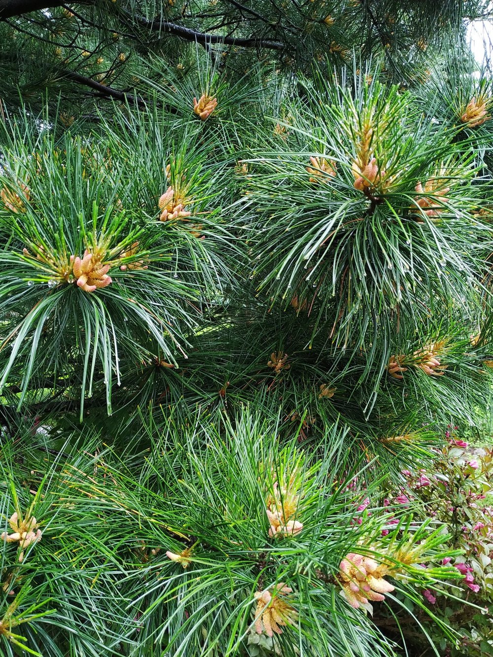 Сосна кедровая корейская - Pinus koraiensis 24 шт (2-3 года), саженцы в контейнере Р9 — питомник АСТРОБИ — фото 2