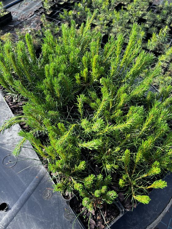 Сосна горная ф. мугус - Pinus mugo var. mughus  саженцы в контейнере Р9 — фото 2