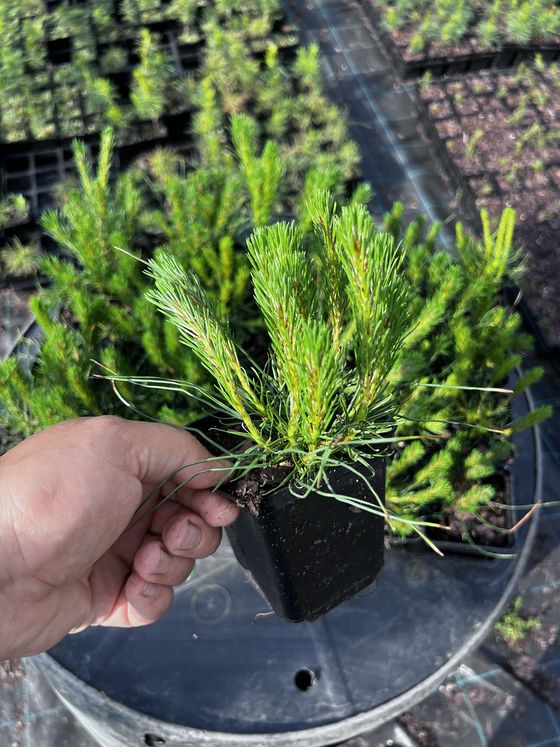 Сосна горная ф. мугус - Pinus mugo var. mughus  саженцы в контейнере Р9 — фото 3