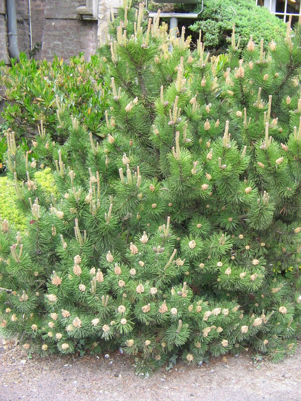 Сосна горная ф. мугус - Pinus mugo var. mughus, саженцы в контейнере Р9 — питомник АСТРОБИ — фото 7