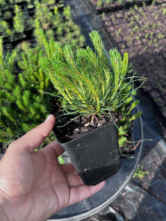 Сосна горная ф. мугус - Pinus mugo var. mughus  саженцы в контейнере Р9 — фото 4