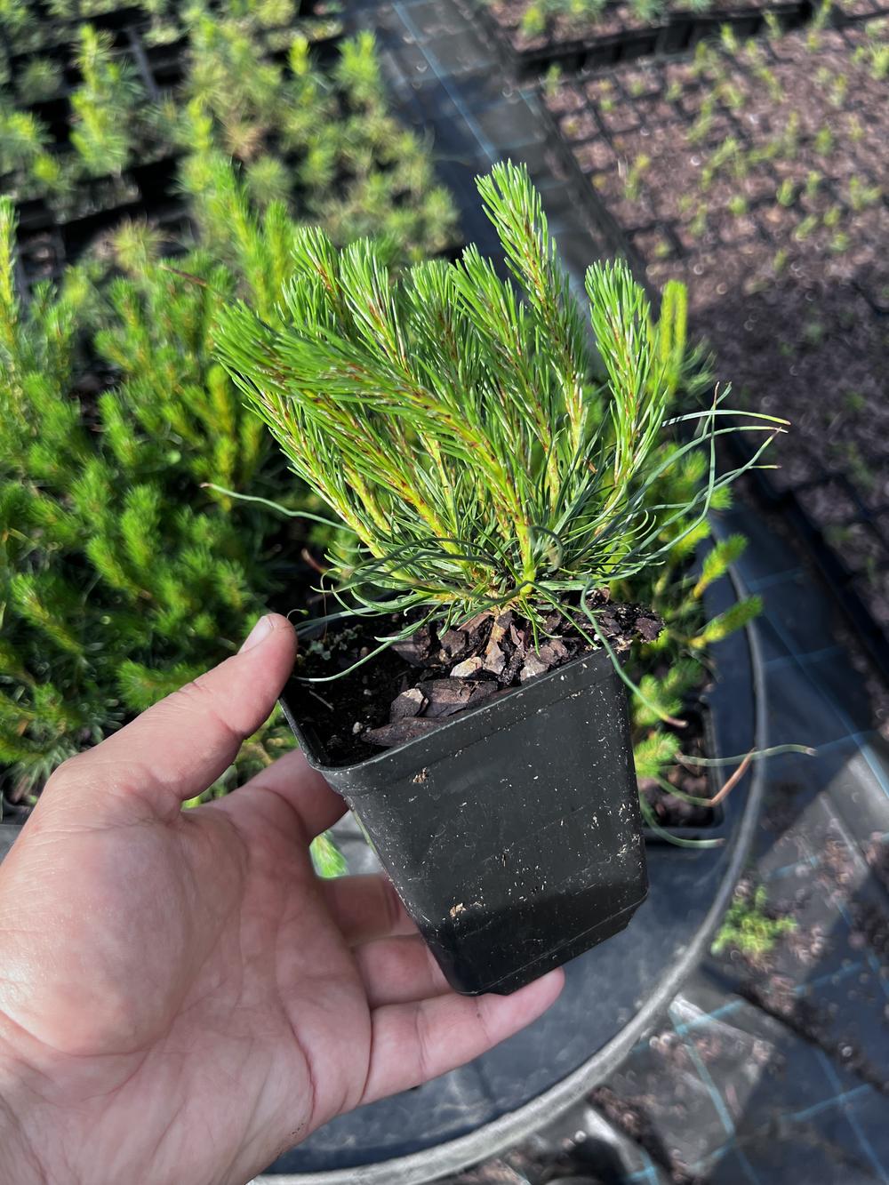 Сосна горная ф. мугус - Pinus mugo var. mughus, саженцы в контейнере Р9 — питомник АСТРОБИ — фото 4