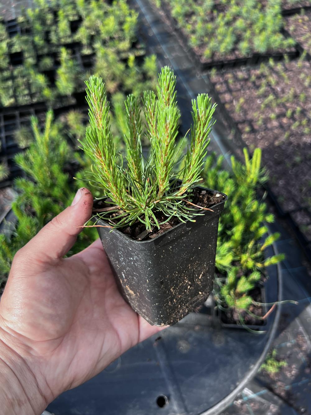 Сосна горная ф. мугус - Pinus mugo var. mughus, саженцы в контейнере Р9 — питомник АСТРОБИ — фото 5