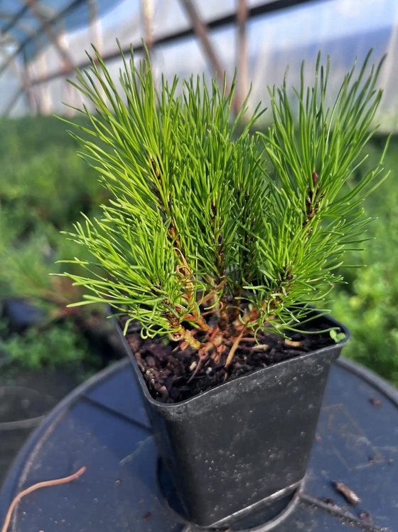 Сосна горная ф. мугус - Pinus mugo var. mughus  саженцы в контейнере Р9 — фото 8